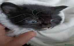 Mixed Breed cats for sale: 4 sweet ghost tabby tuxedo kittens - Image 34