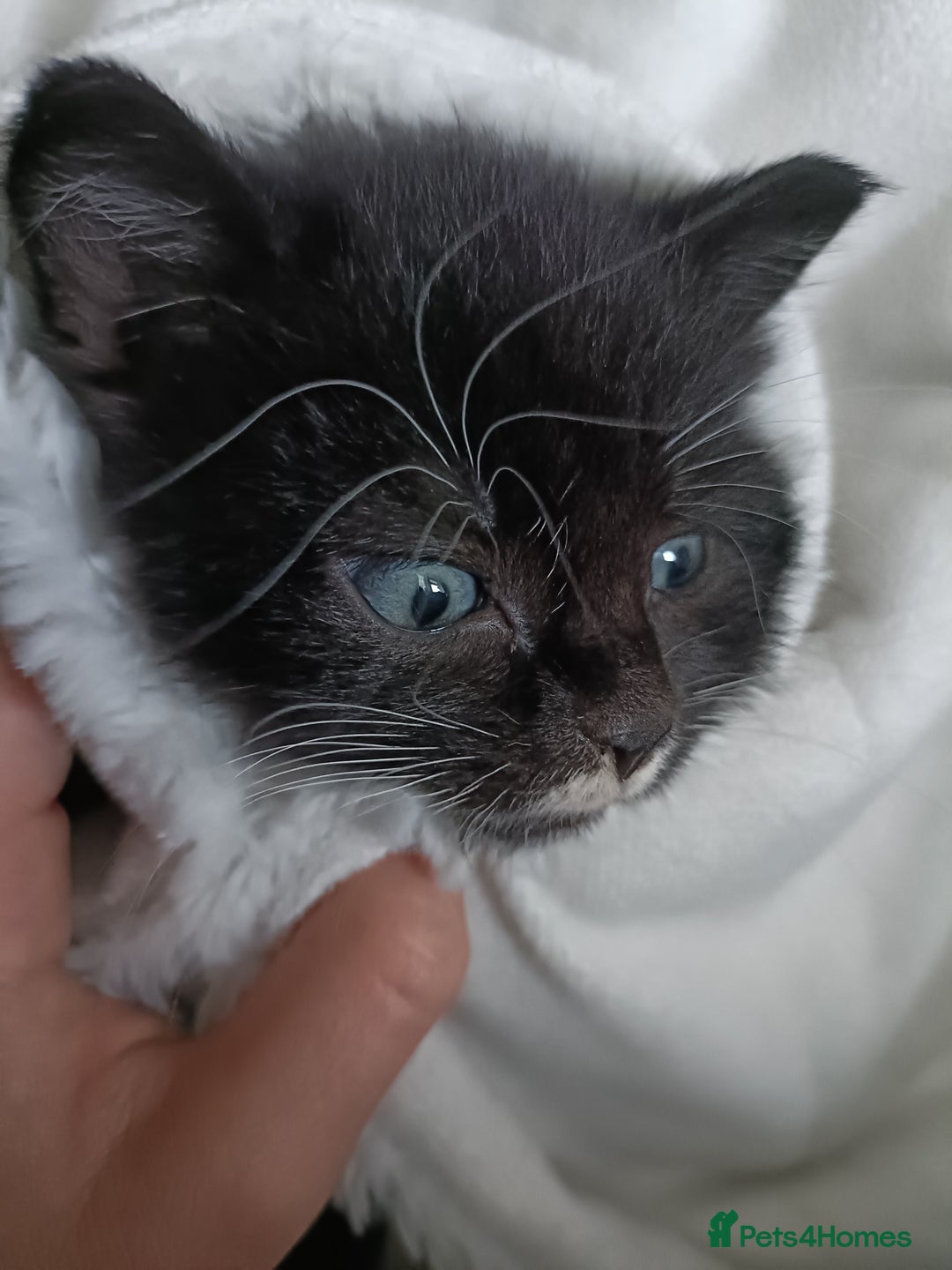 Mixed Breed cats for sale: 4 sweet ghost tabby tuxedo kittens - Image 34
