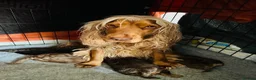Cockapoo dogs for sale: F1 Cockapoo’s Health tested parents - Advert 1