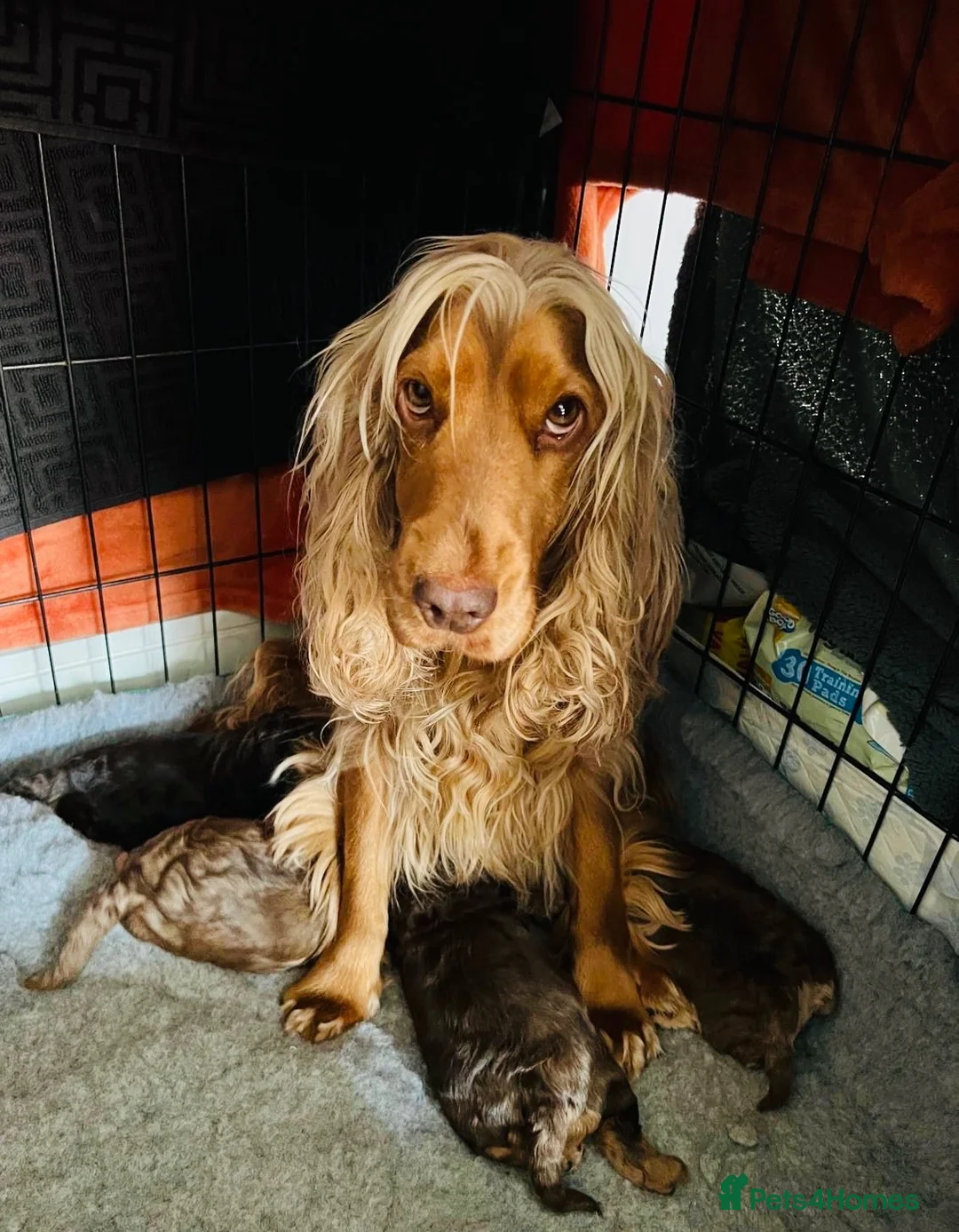 Cockapoo dogs for sale: F1 Cockapoo’s Health tested parents - Advert 1