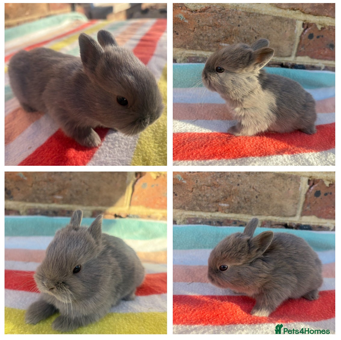 Netherland Dwarf rabbits Sweet Netherland dwarf bunnies  - Advert 4