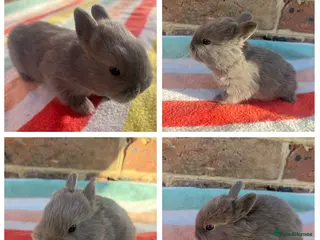 Netherland Dwarf rabbits Sweet Netherland dwarf bunnies - Advert 4