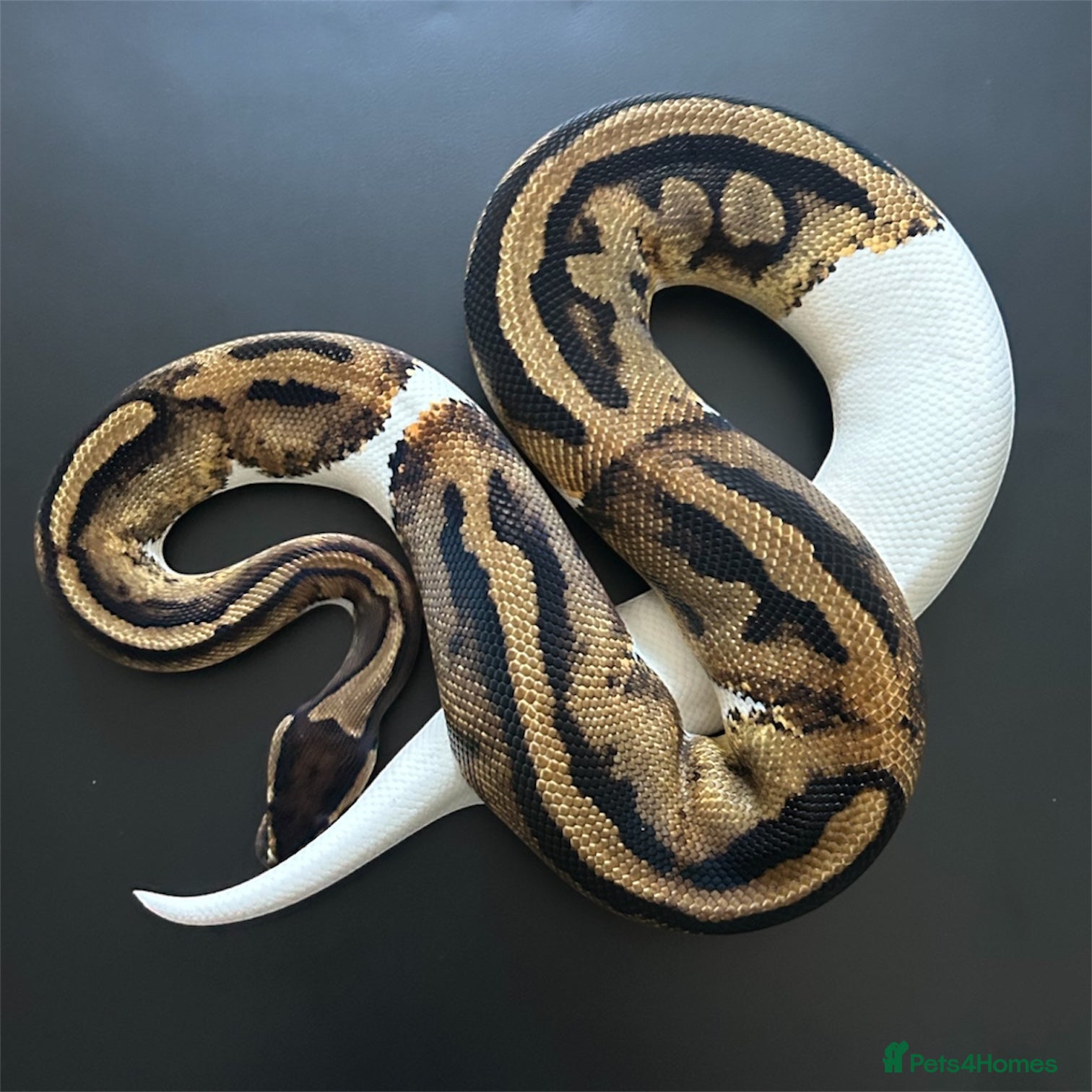 Python Snake reptiles Royal Pythons available  - Advert 1