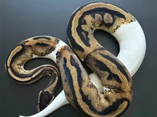 Python Snake reptiles Royal Pythons available - Advert 1