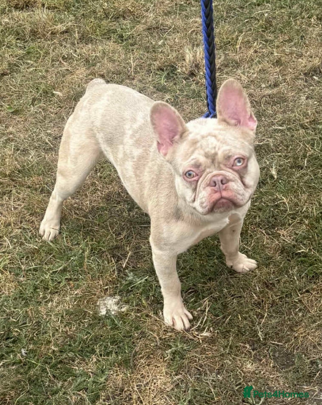 French Bulldog dogs for sale: Beautiful French bulldog  - Image 2
