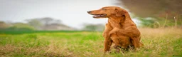 Labrador Retriever dogs for sale: FOX RED LABRADOR PUPS AVAILABLE TO BOOK - Advert 4