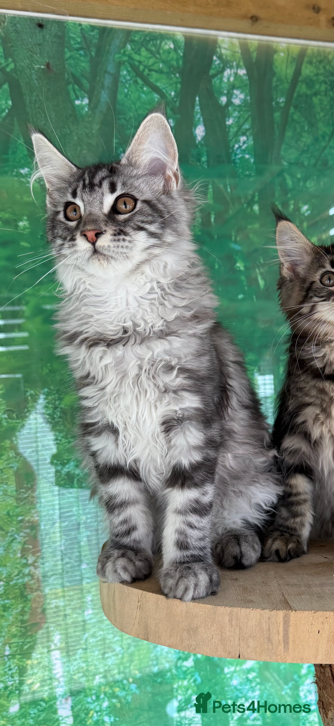 Maine Coon cats for sale: Top quality Maine coon kittens - Image 4