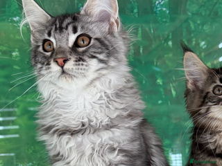 Maine Coon cats - Advert 29