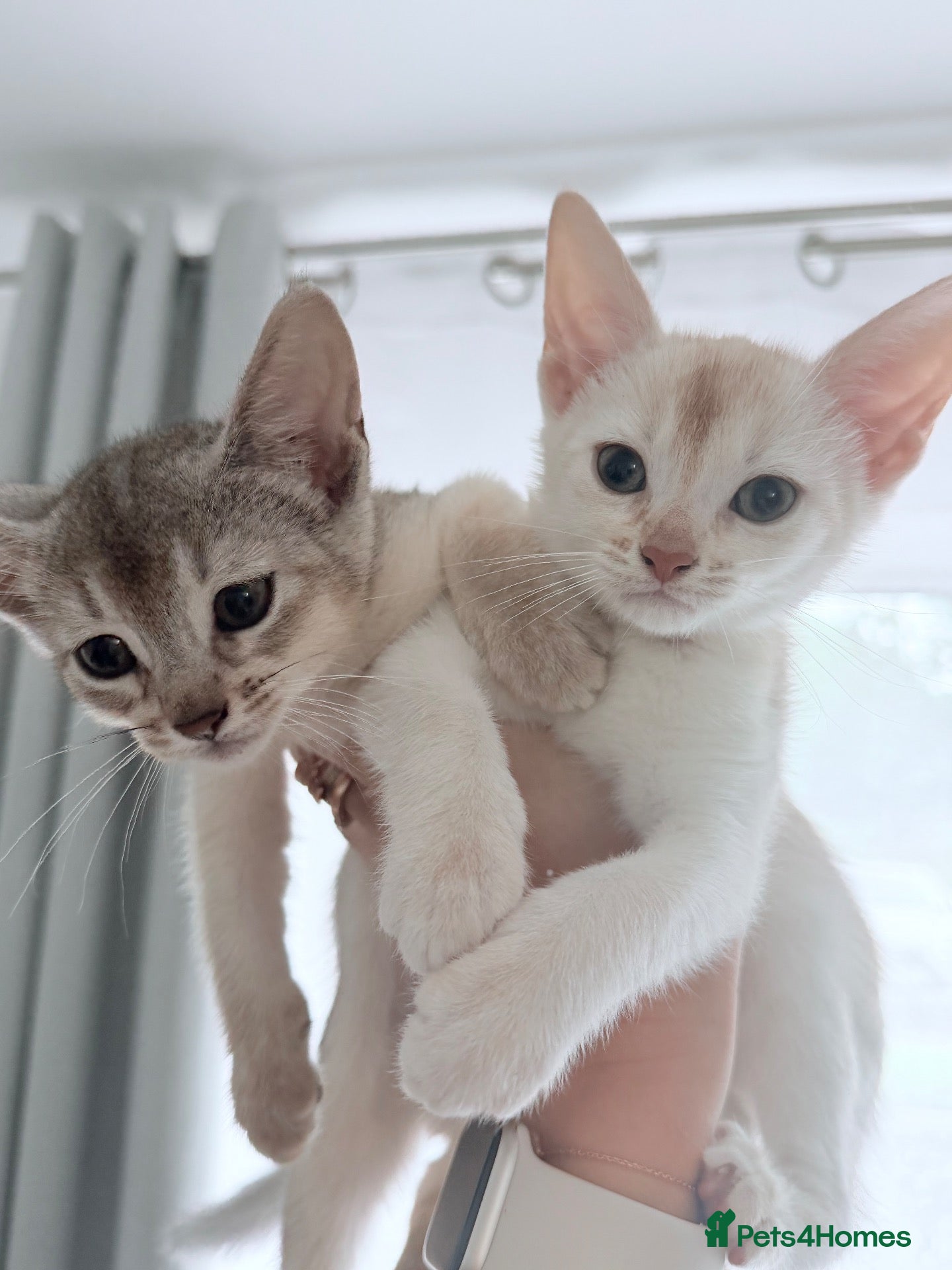 Abyssinian cats 💎2 boys left 5 Gen Ped World champion line 👑 - Advert 1