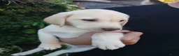 Labrador Retriever dogs for sale: 🐾 Labrador Puppies for Sale 🐾 in Folkestone - Advert 36