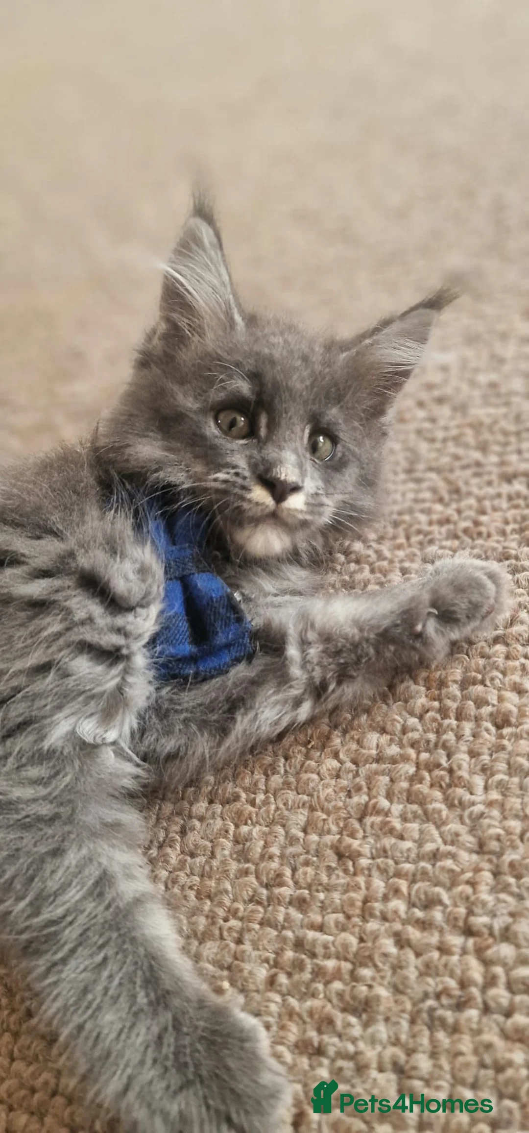Maine Coon cats for sale: 🐾 Stunning Maine Coon Kittens  Ready Now £1000 🐾 in Newport - Advert 26