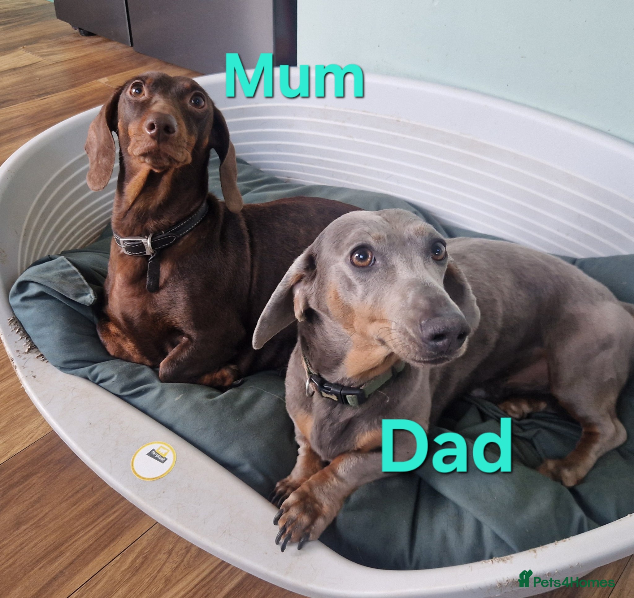 Dachshund dogs 5 Beautiful Short-Haired Dachshund Puppies - Advert 2