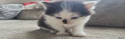Persian cats for sale: Long haired doll faced Persian kittens X 4 - Advert 10