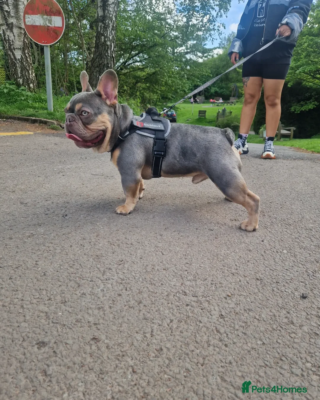 French Bulldog dogs for stud: ** ROGUEROYALES STUD ZIGGY ** in Wolverhampton - Advert 7