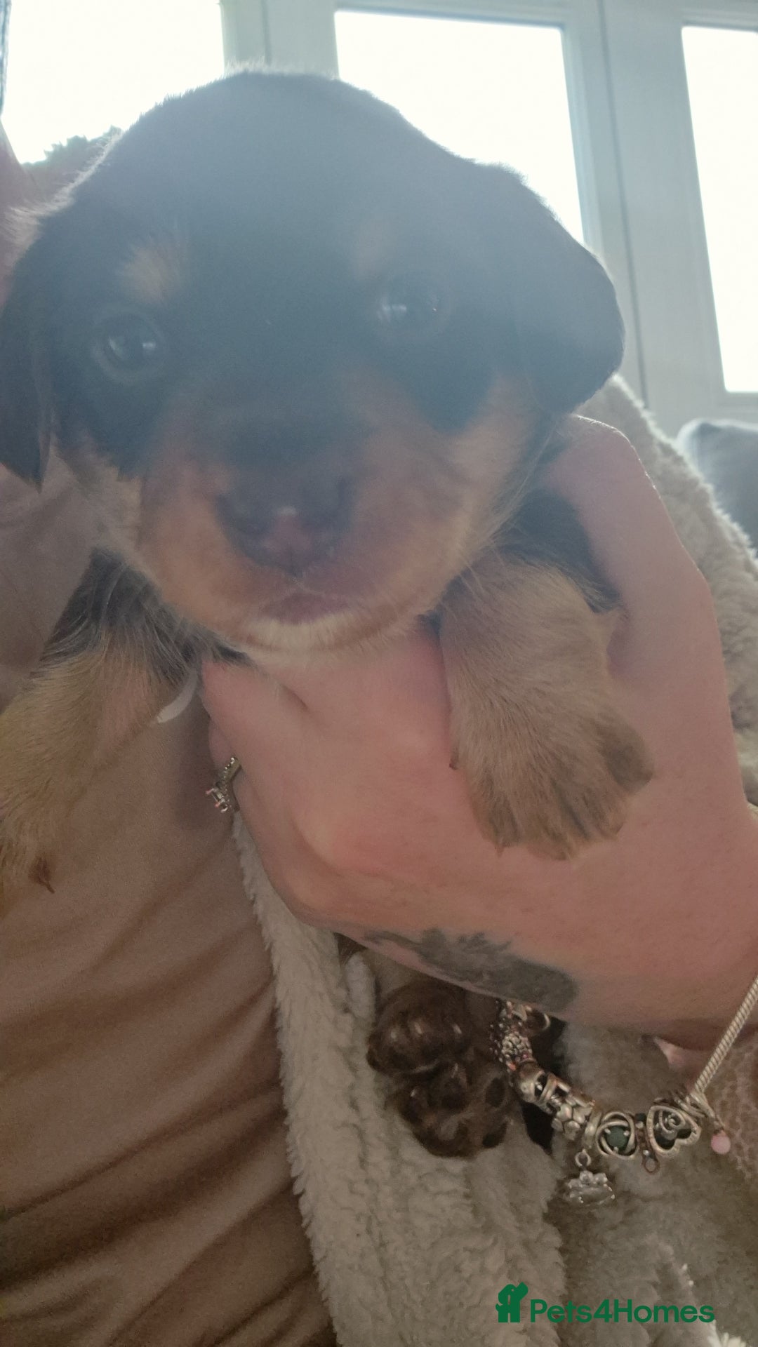 Mixed Breed dogs for sale: 2 males puppies  - Advert 4