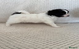 Papillon dogs for sale: Beautiful KC registered papillon puppies for sale - Image 13