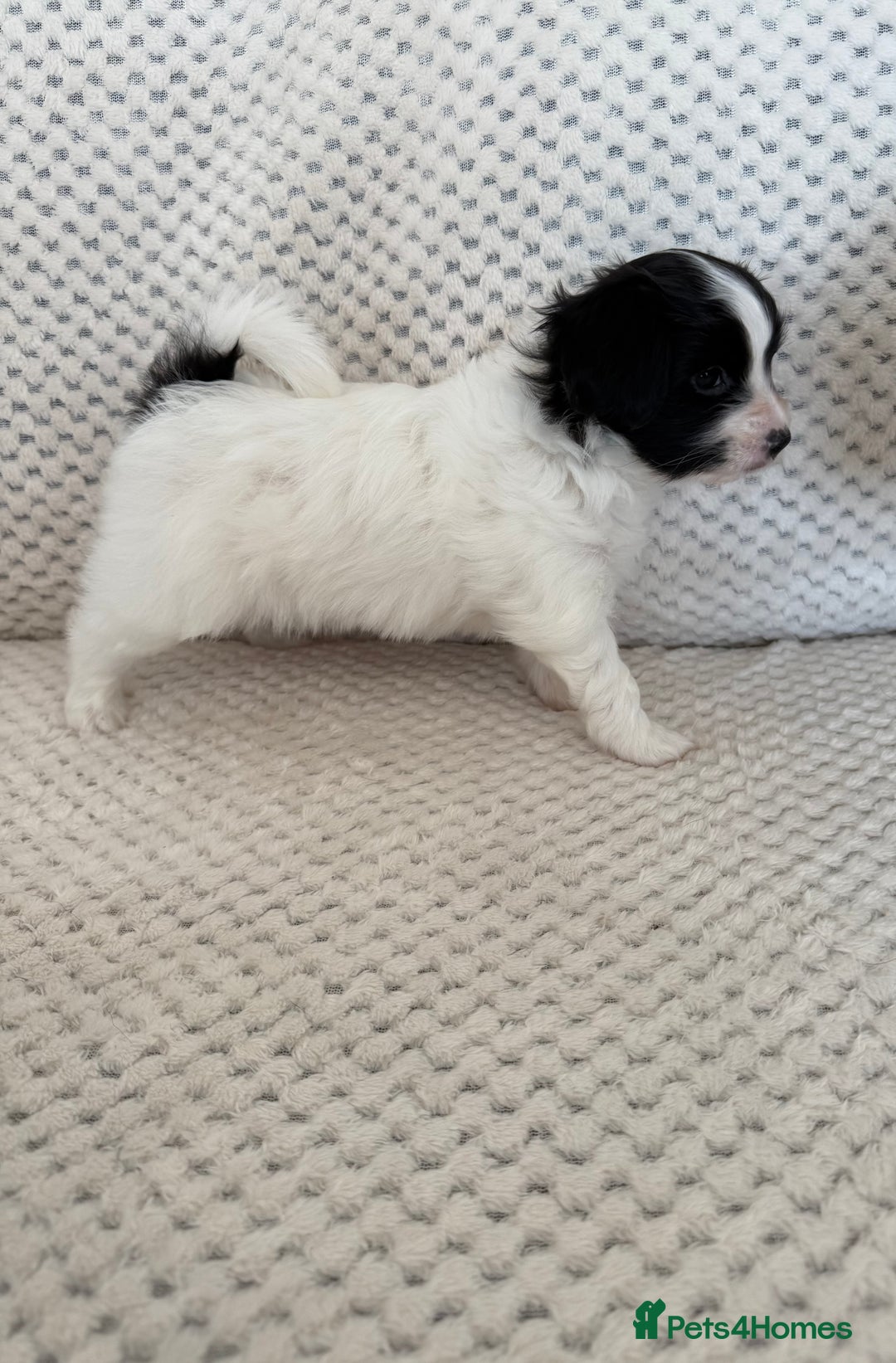 Papillon dogs for sale: Beautiful KC registered papillon puppies for sale - Image 13