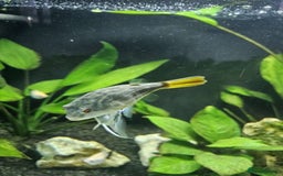 Pufferfish fish for sale: Fahaka puffer fish  - Image 2