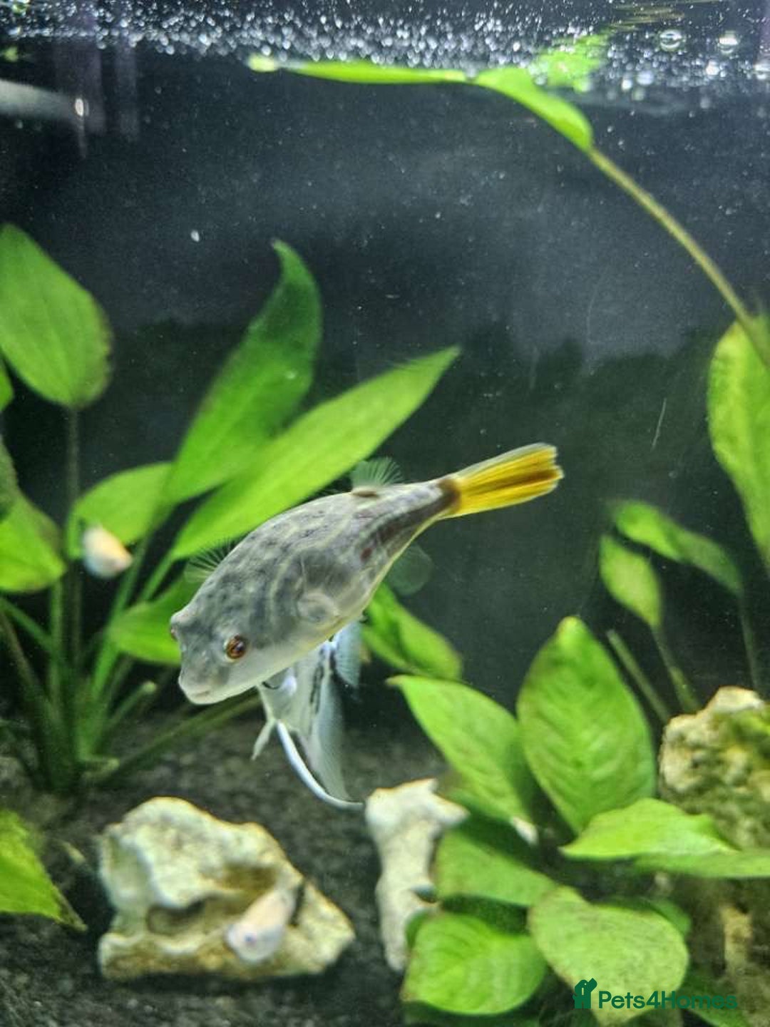 Pufferfish fish for sale: Fahaka puffer fish  - Image 2