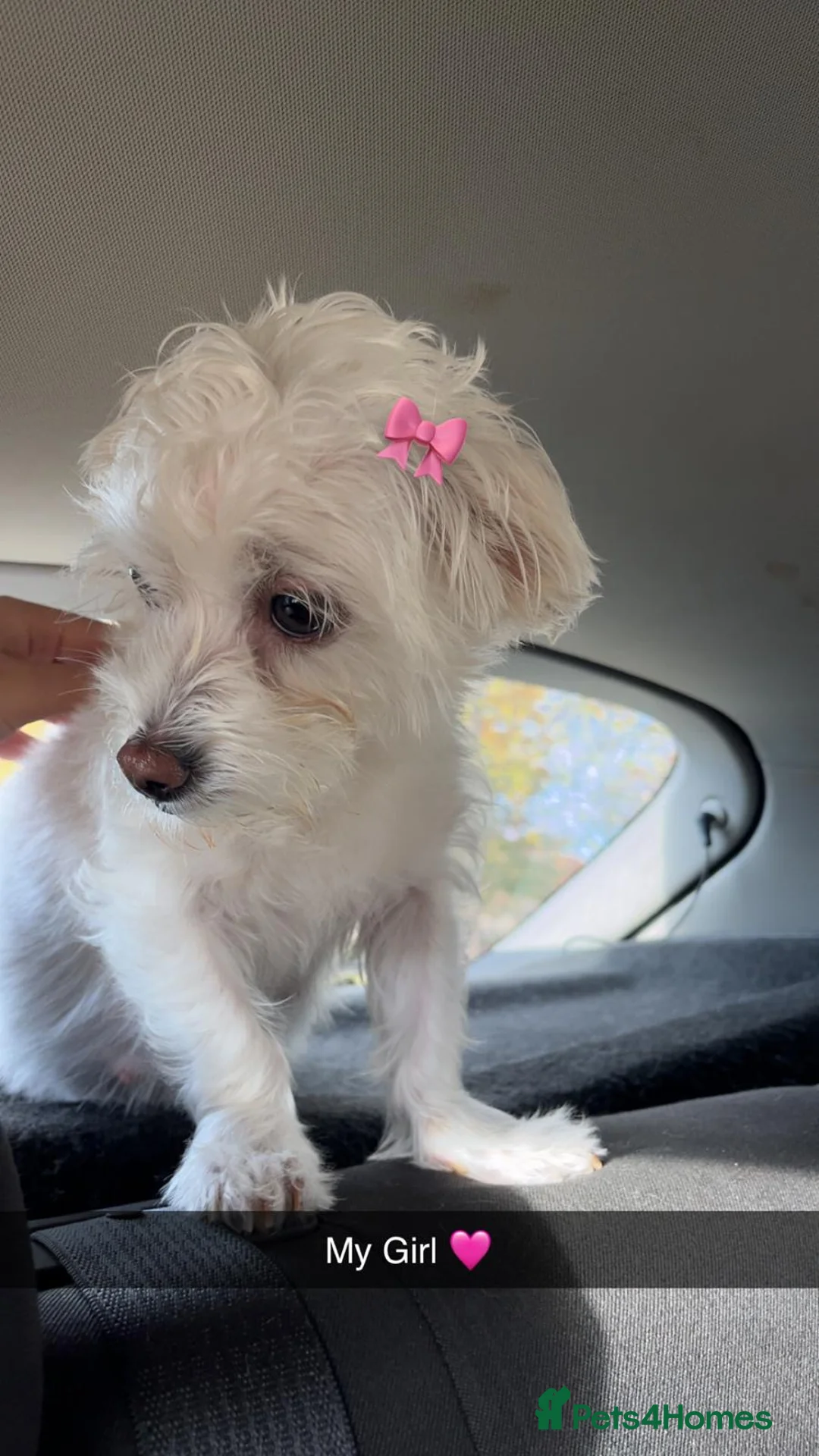 Maltese dogs for sale: Bichon maltese puppies mini toy 3 boys - Advert 1