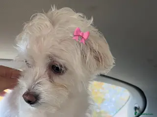 Maltese dogs Bichon maltese puppies mini toy 3 boys - Advert 2