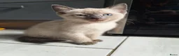 Mixed Breed cats for sale: 🐾READY NOW🐾 SPHYNX X RAGDOLL KITTENS 2 LEFT  - Advert 14