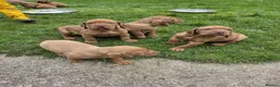 Hungarian Vizsla dogs for sale: 🐾 Adorable Vizsla Puppies – 4 Boys & 4 Girls! 🐾 in South Molton - Advert 5