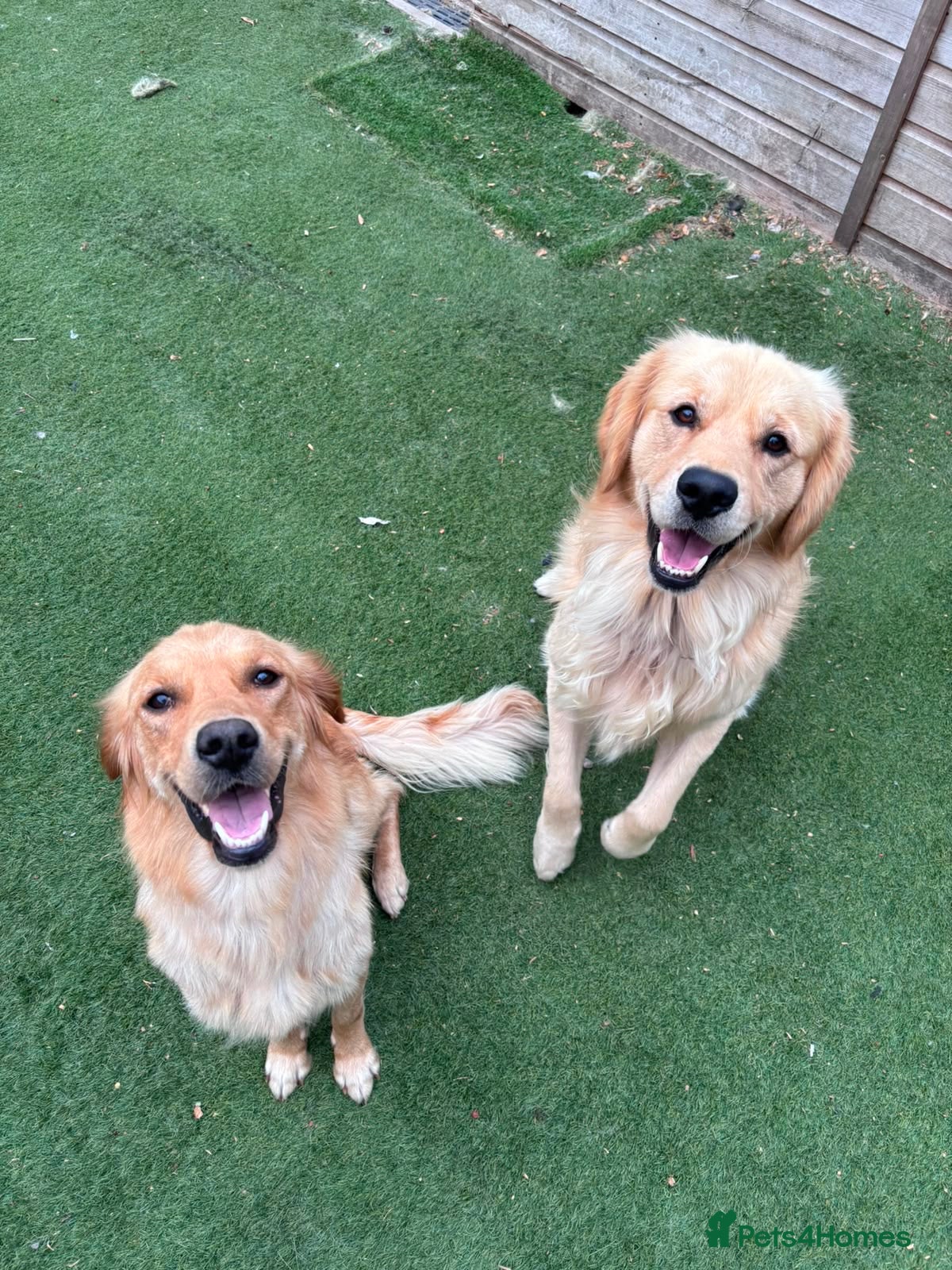 Golden Retriever dogs KC REGISTERED ®️ 5 STAR ⭐️ GOLDEN PUPPIES 🐶  - Advert 2