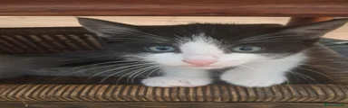 Ragdoll 5