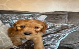 Cockapoo dogs for sale: F1 Cockapoo puppy’s  - Image 7