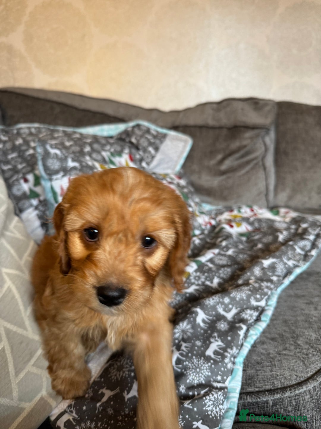 Cockapoo dogs for sale: F1 Cockapoo puppy’s  - Image 7