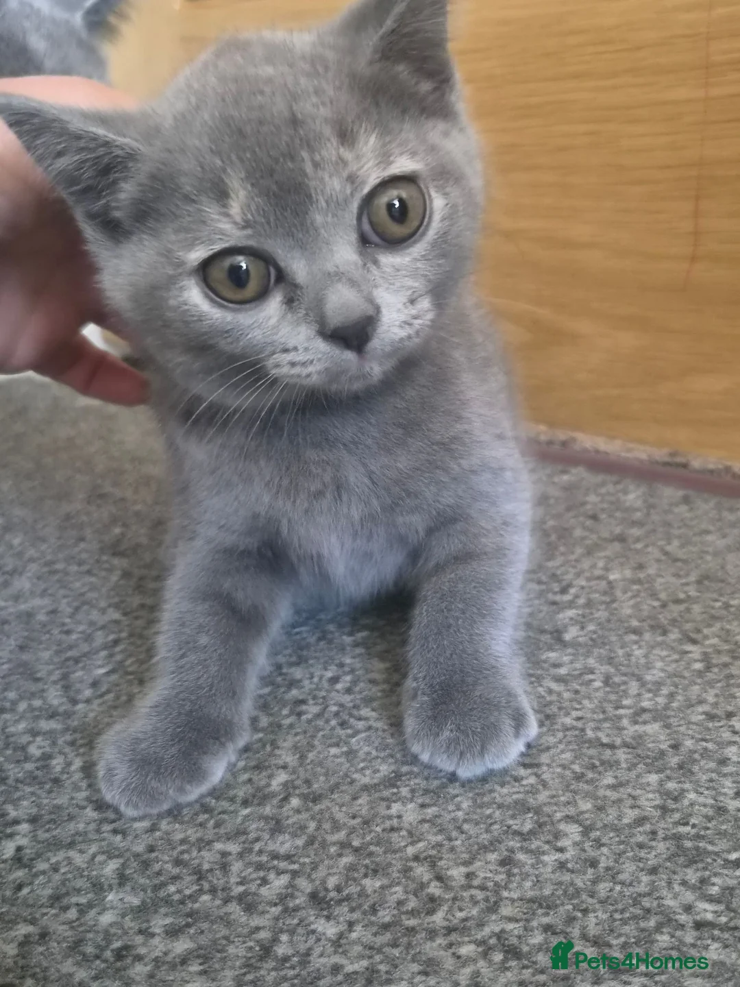 British Shorthair cats for sale: British short hair colour point - Advert 2