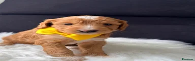 Yellow collar 