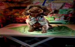 Cockapoo dogs for sale: Cockapoo puppies - Image 6