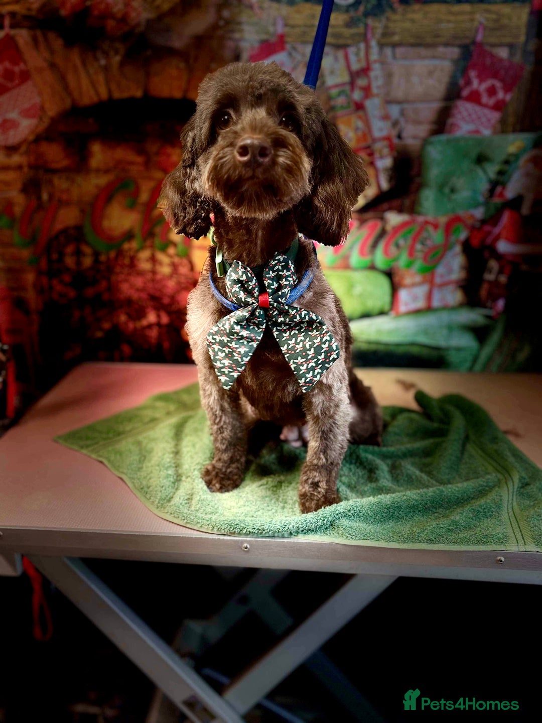 Cockapoo dogs for sale: Cockapoo puppies - Image 6