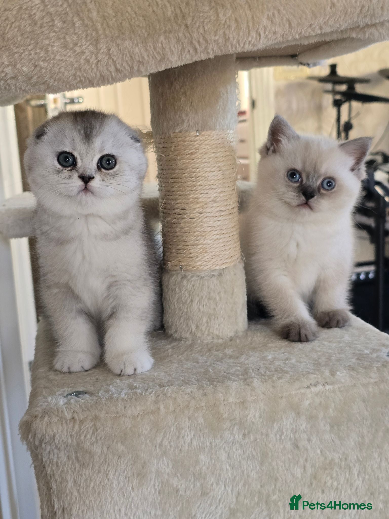 Scottish Fold cats Scottish fold kittens 😸  - Advert 1