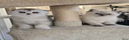 Scottish Fold cats for sale: Scottish fold kittens 😸  - Advert 1