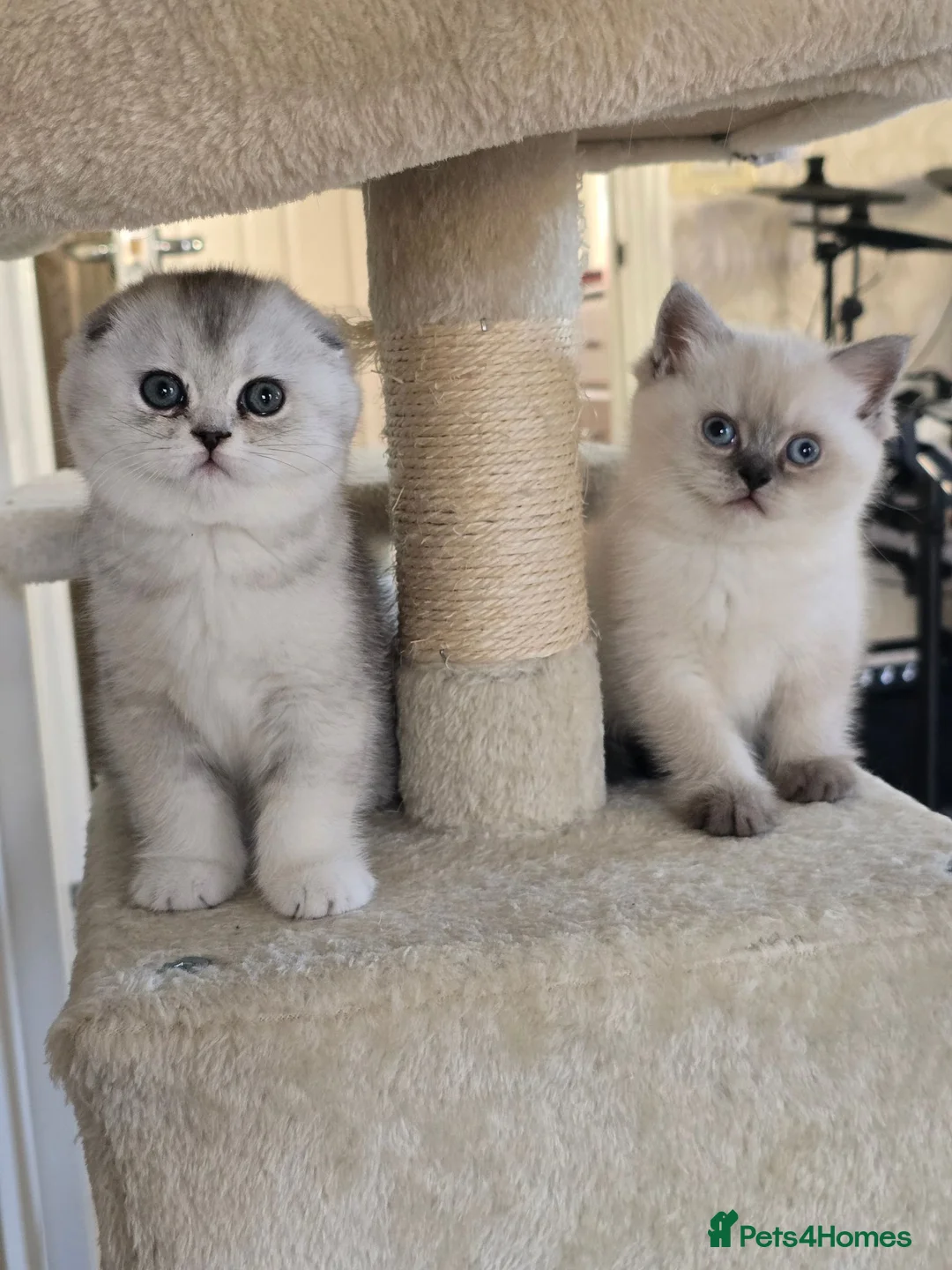 Scottish Fold cats for sale: Scottish fold kittens 😸  - Advert 1