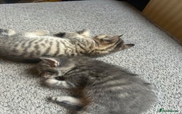 Sphynx cats for sale: House cat x sphinx kittens - Image 13