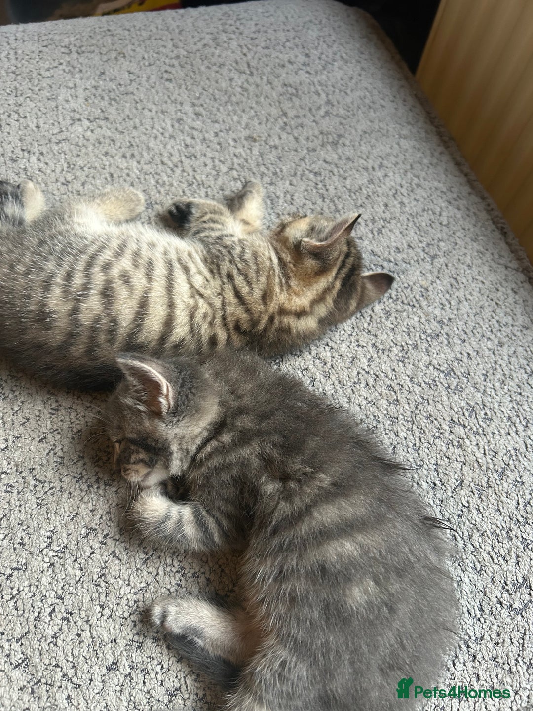 Sphynx cats for sale: House cat x sphinx kittens - Image 13