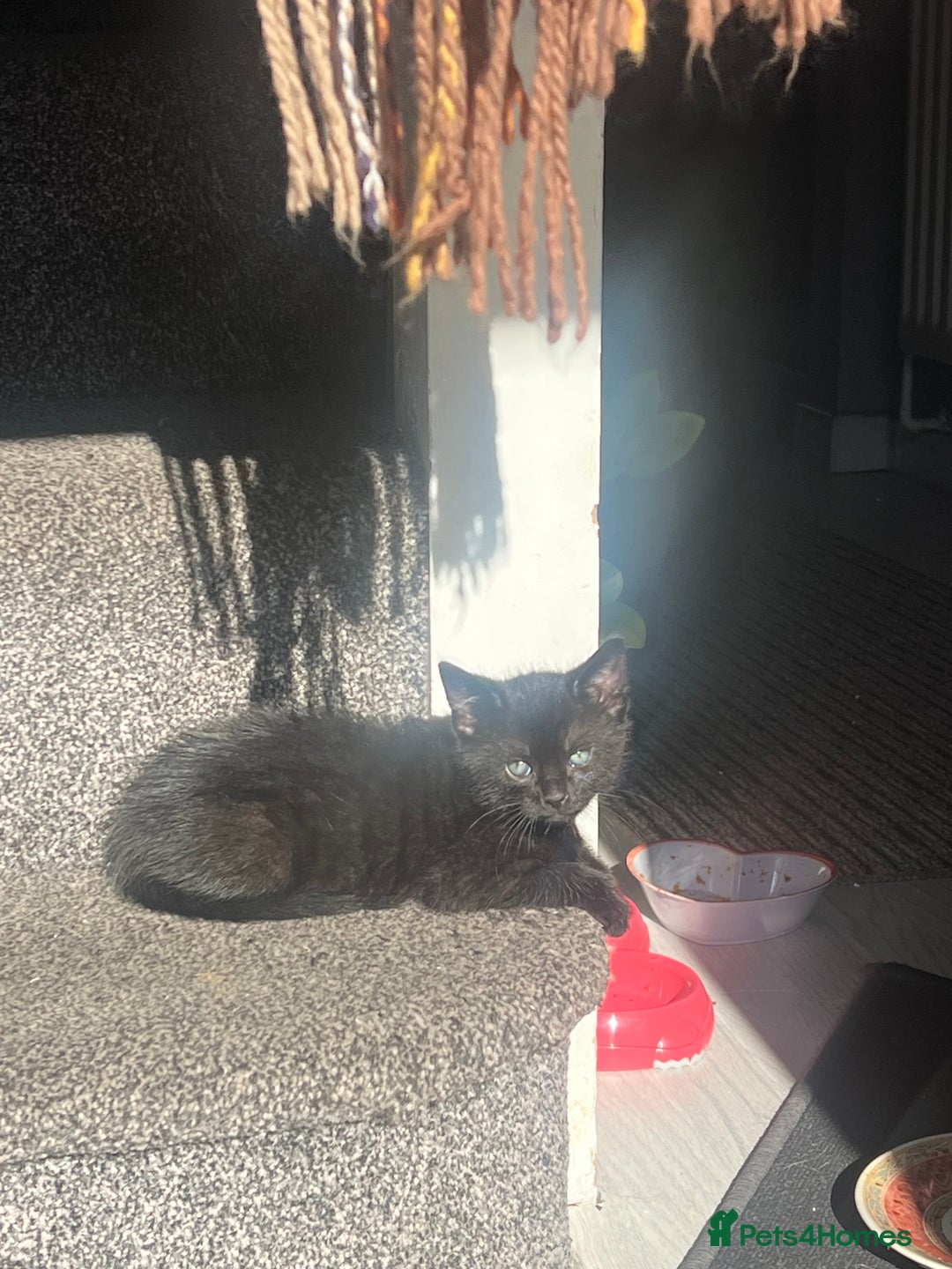 Domestic Shorthair cats for sale: Beautiful kittens looking for forever homes🩷💙🐾 - Image 19