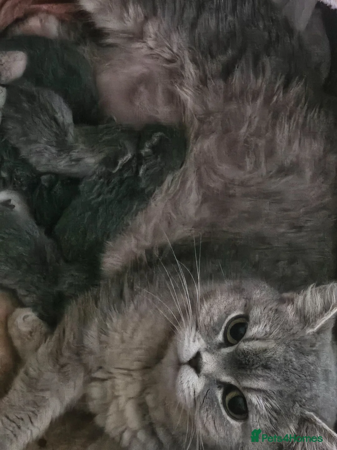 British Shorthair cats for sale: TICA BLUE AND BLUE GOLDEN FEMALES - Advert 7