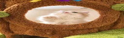 Munchkin cats for sale: Show-Quality Minuet Kittens – Rare in the UK - Advert 3