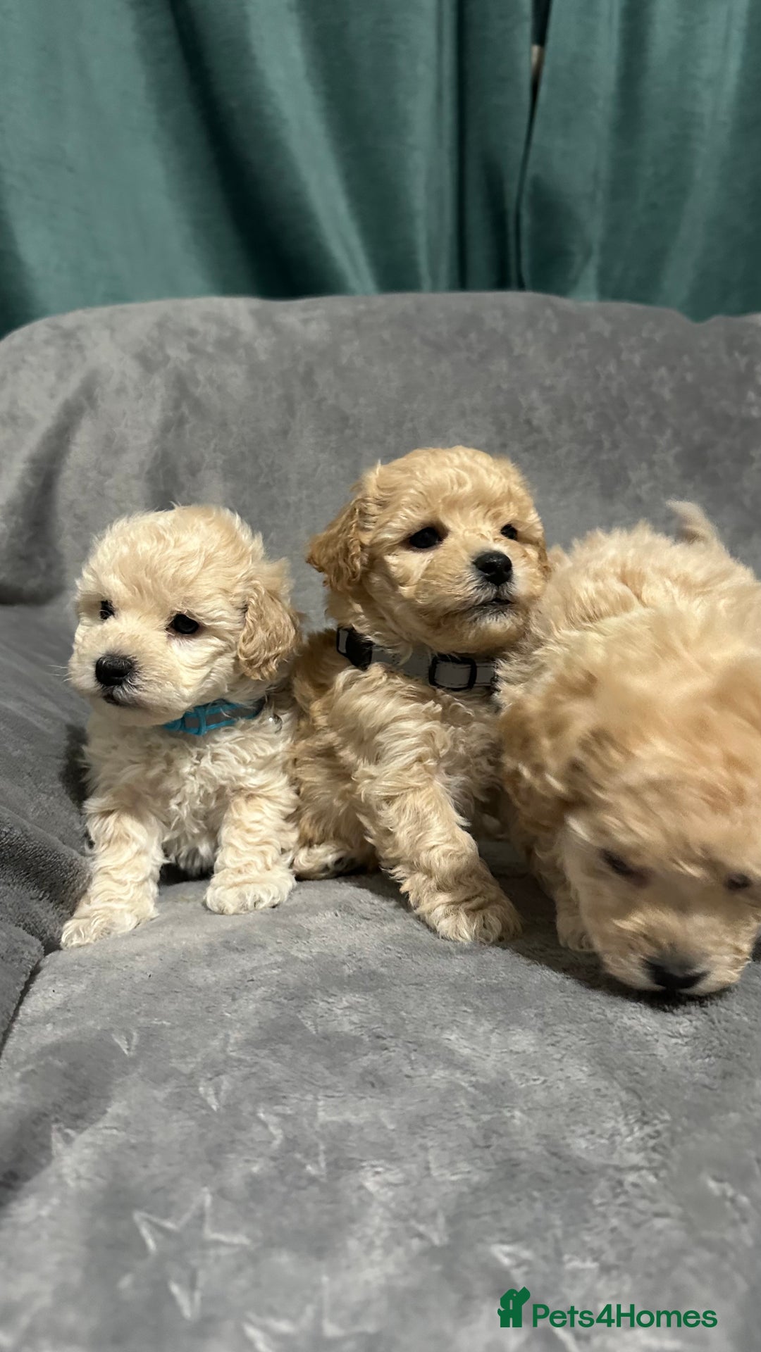 Maltipoo dogs for sale: Gorgeous F1 Toy Maltipoo Puppies  - Advert 28