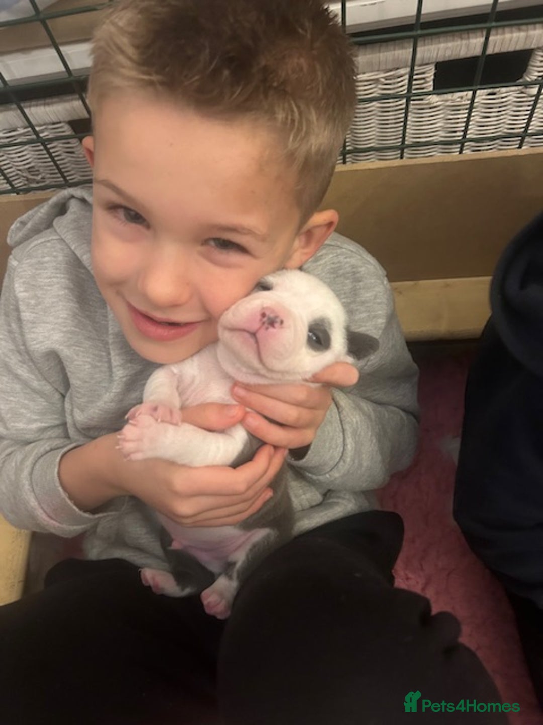 Staffordshire Bull Terrier dogs for sale: 2 beautiful blue/white staffy boys 💙🐾💙 - Advert 8