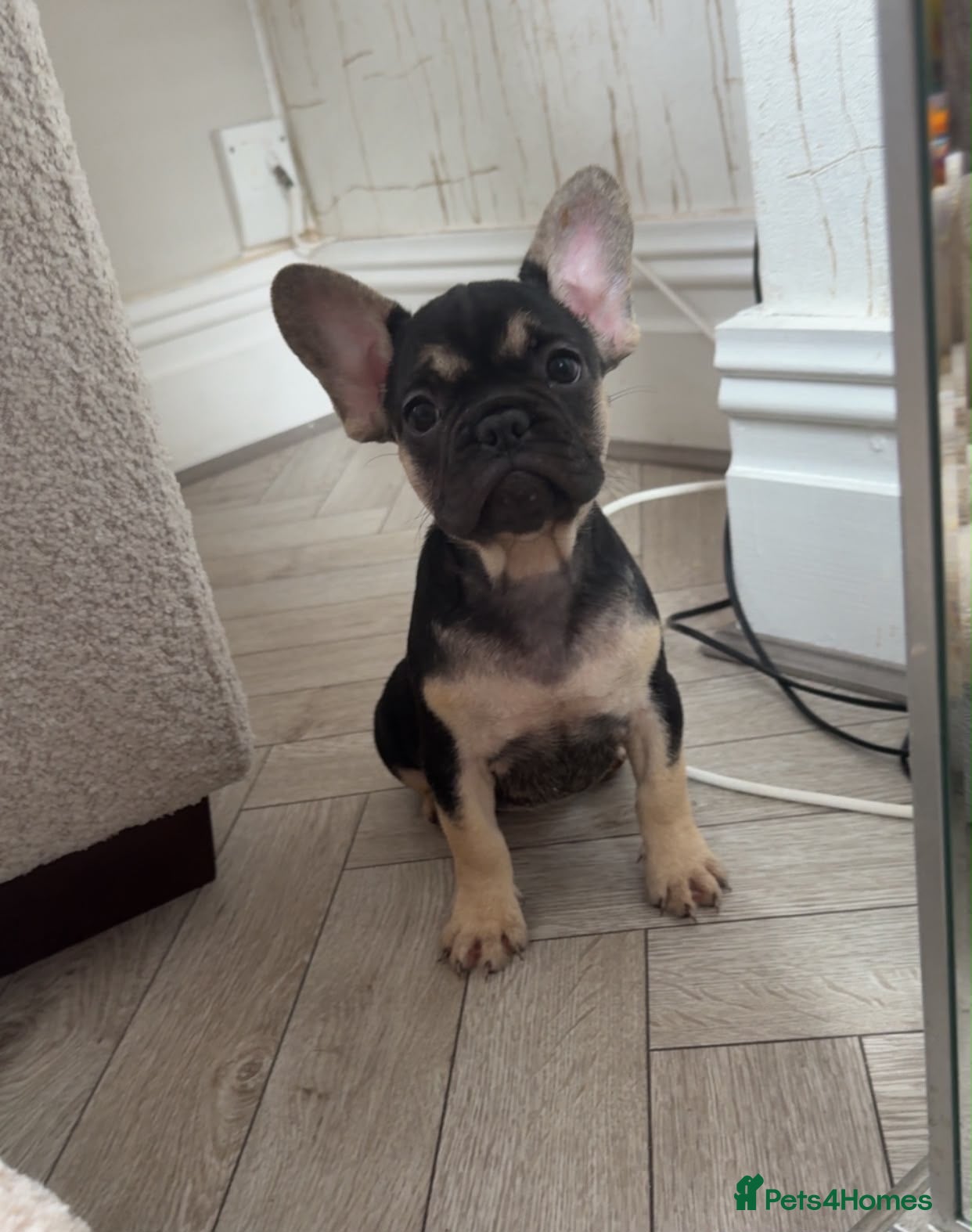 French Bulldog dogs  French Bulldog Puppies – Last Girls Available. - Advert 1