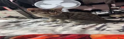 Bengal cats for sale: female kitten in Hastings - Advert 2