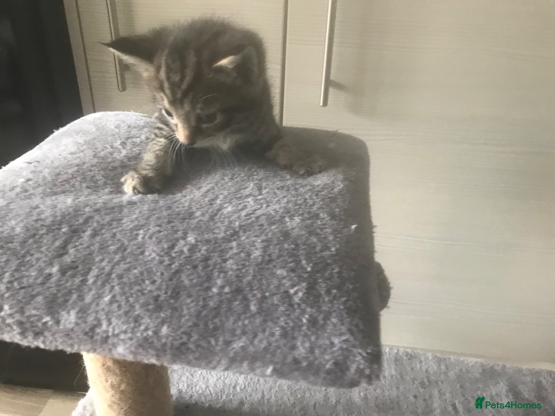 Mixed Breed cats 4 kittens for sale - Advert 2