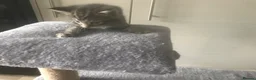 Mixed Breed cats for sale: 4 kittens for sale - Advert 2