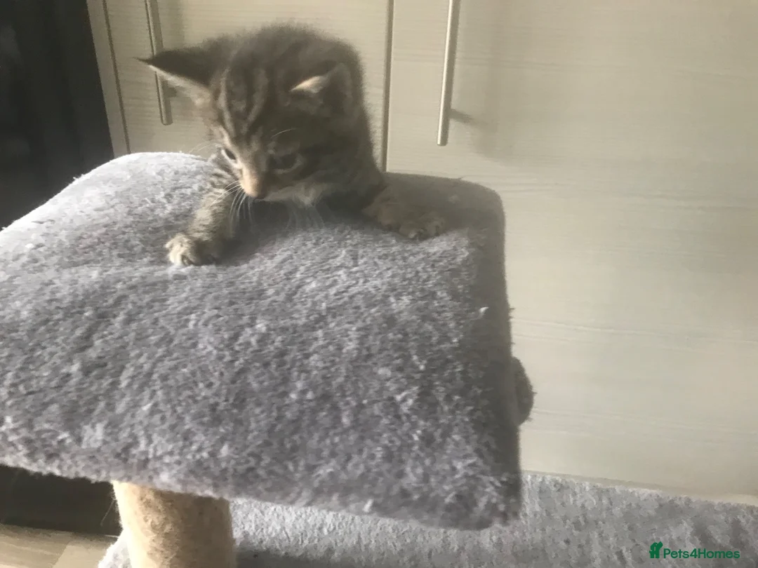 Mixed Breed cats for sale: 4 kittens for sale - Advert 2